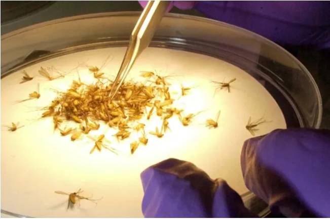 “Alert for Outbreak of Deadly “Eastern Equine Encephalitis” in North America